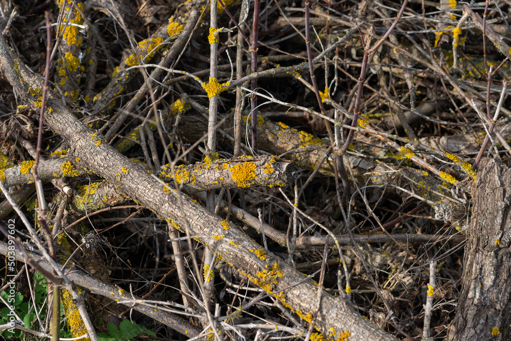 A pile of dry twigs as a background.