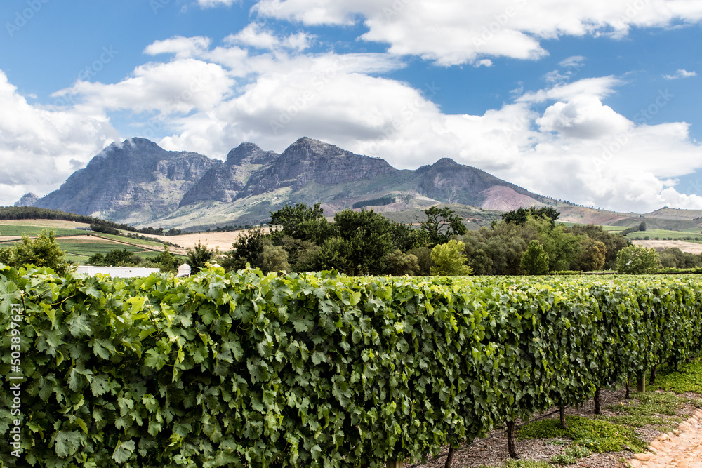 Vineyards in the Stellenbosch winery area, Western Cape, South Africa, Africa