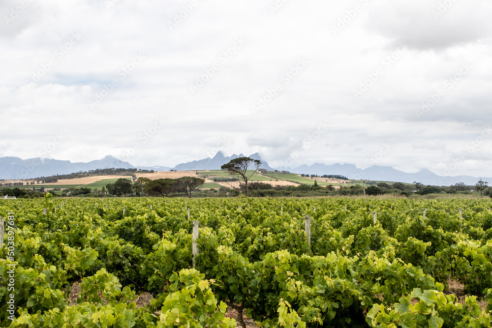 Vineyards in the Stellenbosch winery area, Western Cape, South Africa, Africa