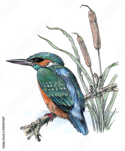 Kingfisher on Branch (colour line drawing).