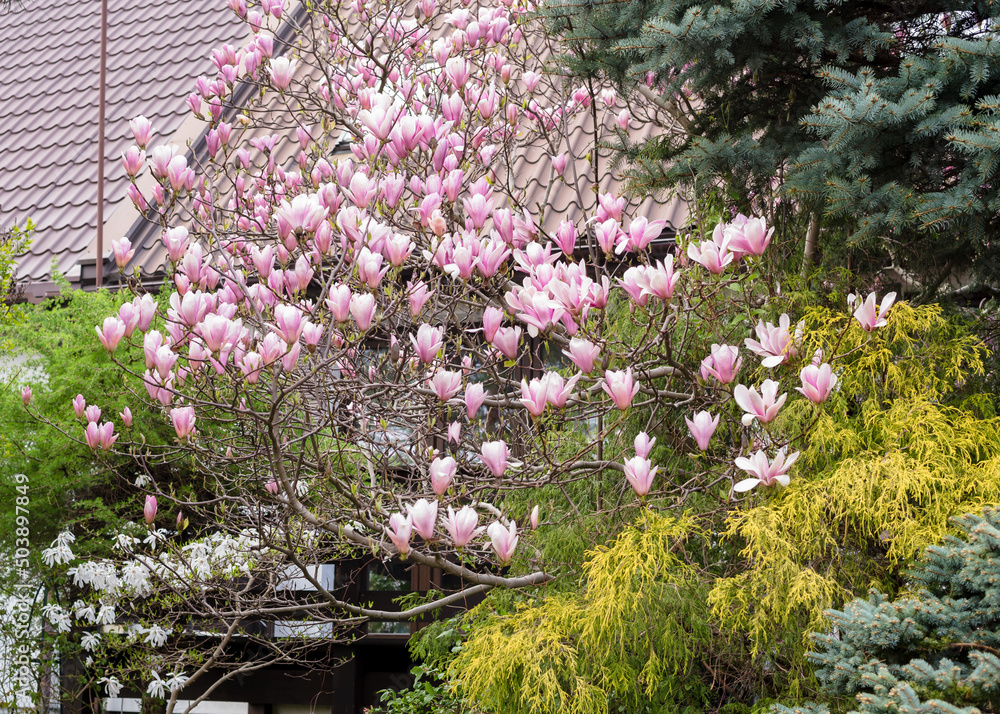 Obraz premium Gorgeous pink magnolia in the yard. Beautiful landscape design with magnolia and spruce trees