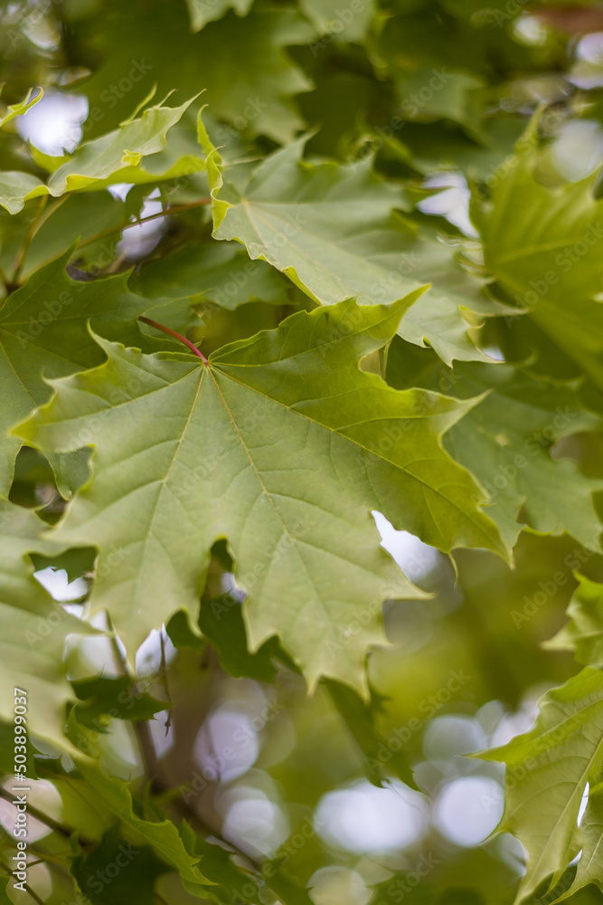 Spring nature. maple leaves close-up. Spring nature. maple leaves close-up.