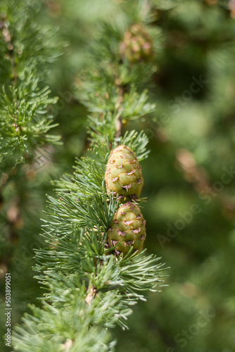 Spring nature. spruce branch with new sprouts and cones.