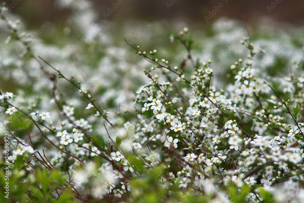 Park greening plant pearl Spiraea Park greening plant pearl Spiraea