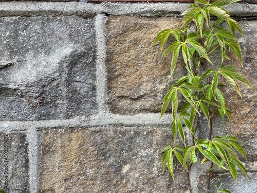 an old weathered light grey brick wall with plant vines © Marcus