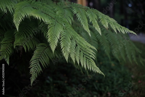 A Green leaf. Can use for a background  Fern leaf  