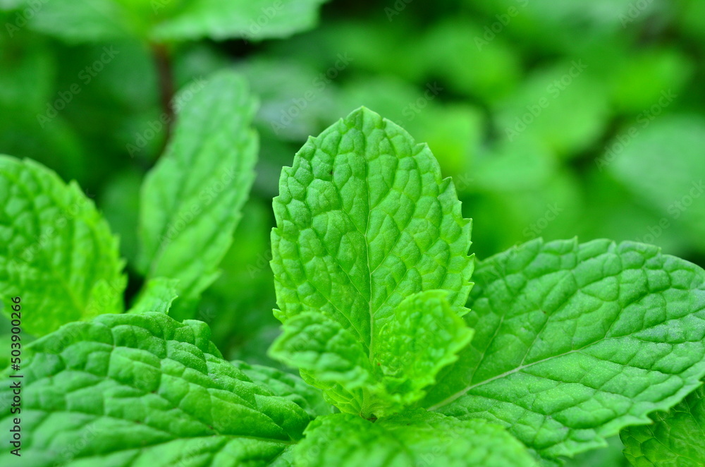 mint leaf close up mint leaf close up