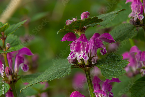 Pink flowers of spotted dead-nettle Lamium maculatum. Lamium maculatum flowers