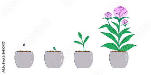 A flower seed was planted in a pot. A small sprout, a grown sprout and a finished flower. The process of germinating seeds in the ground. Flat vector illustration. eps10