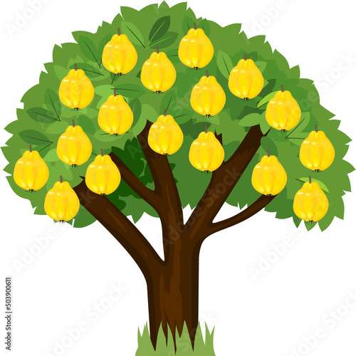 Cartoon quince tree with green crown and ripe yellow fruits isolated on white background