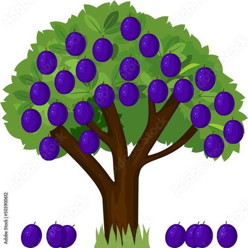 Cartoon plum tree with green crown and ripe blue fallen plums isolated on white background