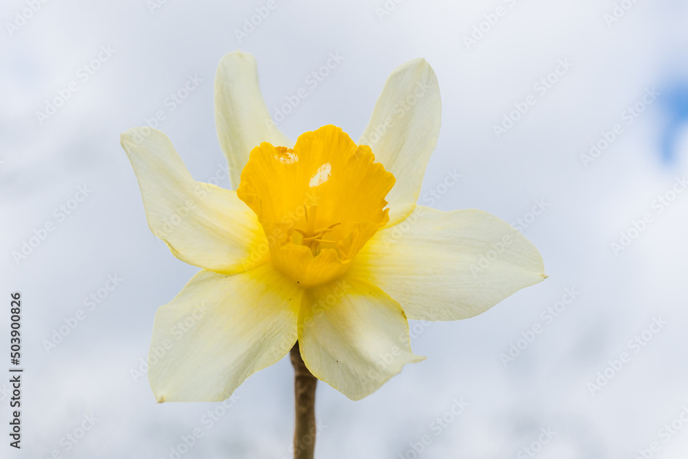 Beautiful fresh spring daffodils out in the Springtime. Beautiful fresh spring daffodils out in the Springtime.