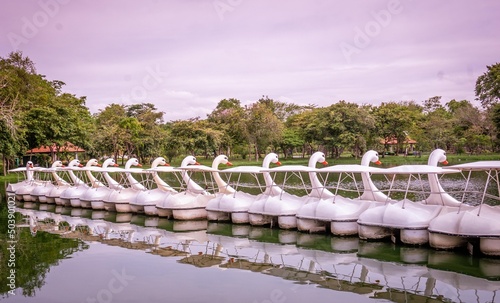 Several white swan boats float on the pond in the Rama 9 public park with reflections on the water photo