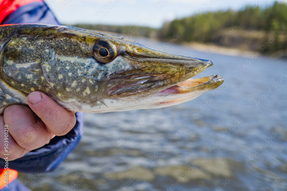 fisherman hand holding pike. Angler with pike fish. Amateur fisherman holds trophy pike Esox lucius. Happy angler holds pike fish. fishing at sunny day fisherman hand holding pike. Angler with pike fish. Amateur fisherman holds trophy pike Esox lucius. Happy angler holds pike fish. fishing at sunny day