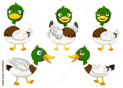 Cartoon mallard ducks set