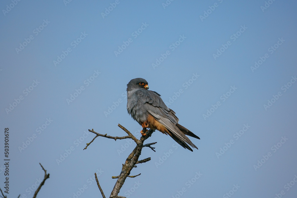 Red-footed Falcon (Falco vespertinus) perched on a tree branch Red-footed Falcon (Falco vespertinus) perched on a tree branch