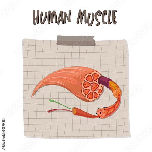 Human muscle anatomy structure