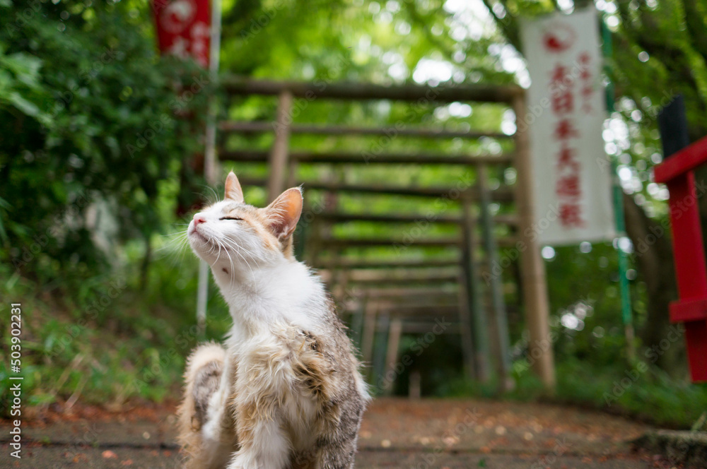 Obraz premium Wild cat living in a Japanese shrine