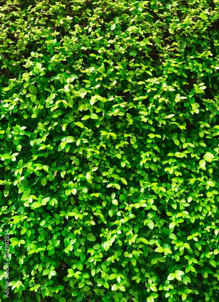 Green leaves wall texture on black background texture of green leaves natural wall.Vertical green leaves wall or tree fence for background Green leaves wall texture on black background texture of green leaves natural wall.Vertical green leaves wall or tree fence for background