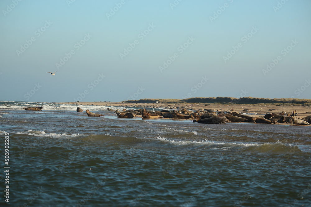Common seals swimming and basking in the sun in the water and on the beaches around Blakeney, Norfolk, UK. Common seals swimming and basking in the sun in the water and on the beaches around Blakeney, Norfolk, UK.