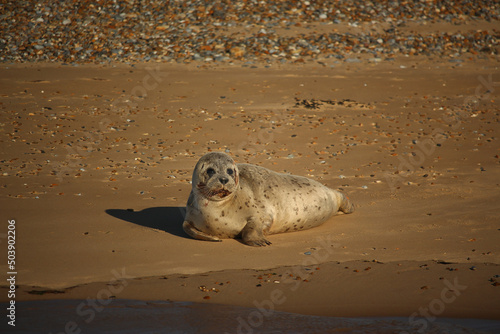 Common seals swimming and basking in the sun in the water and on the beaches around Blakeney, Norfolk, UK.