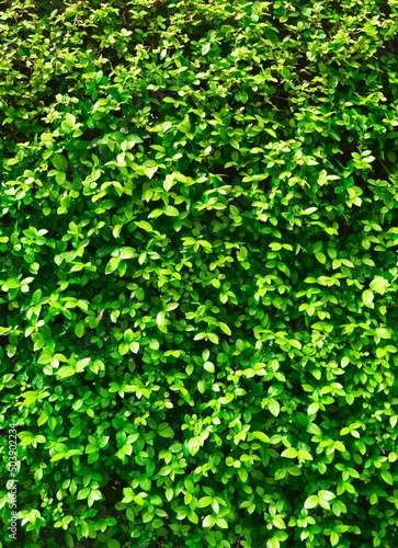 Green leaves wall texture on black background texture of green leaves natural wall.Vertical green leaves wall or tree fence for background