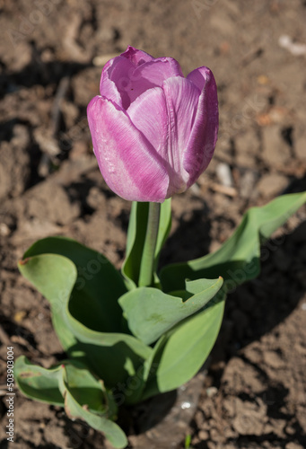 young pink tulip with fresh petals, derived varieties