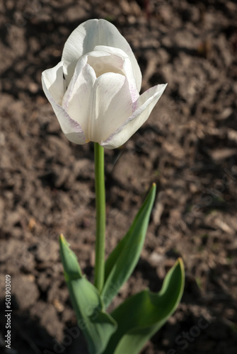 young white and delicate tulip, bred varieties