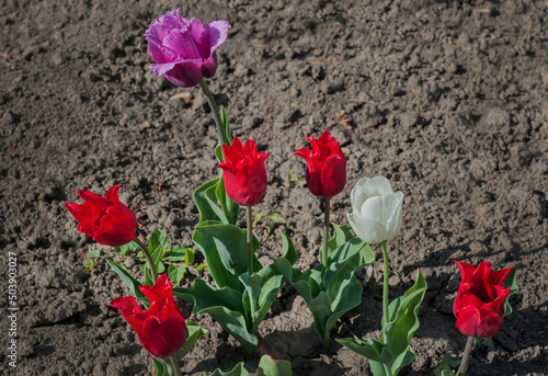 A variety of tulips grow in the garden. Close up of a tulip. flowers in the s...