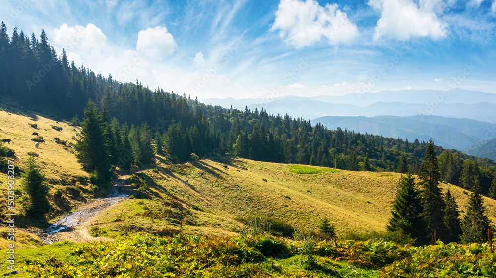 Obraz premium idyllic landscape of carpathian alps with forested hills. mountain valley at sunrise. wonderland scenery beneath s blue sky with fluffy clouds in morning light. summer nature ecosystem background