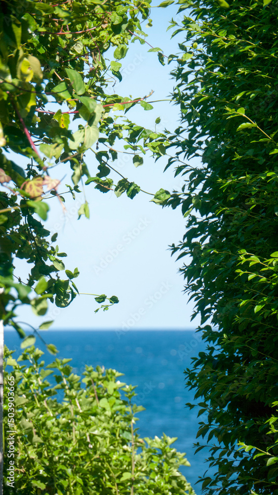 Fototapeta premium Pasillo de vegetación hacia el horizonte marino