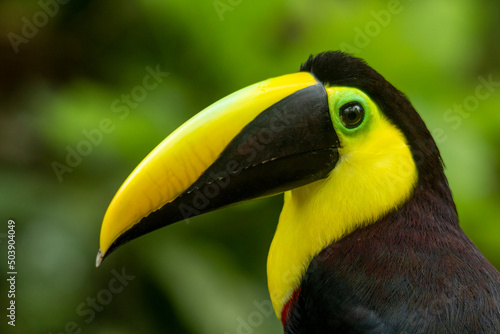 Black-mandibled Toucan (Ramphastos ambiguus) formerly known as Chestnut-mandilbled Toucan, Colombia