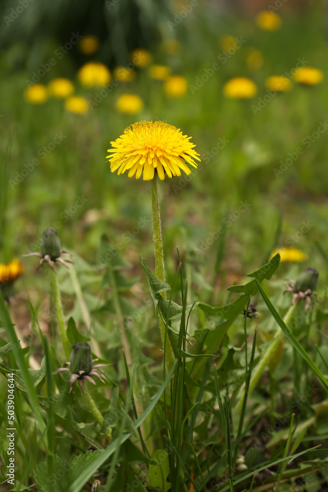 Fototapeta premium Beautiful yellow dandelion flowers growing outdoors, closeup