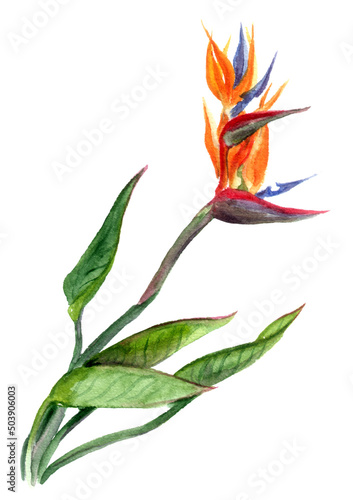 Fotografija Watercolor painted Bird of Paradise, strelizia tropical flower with leaves