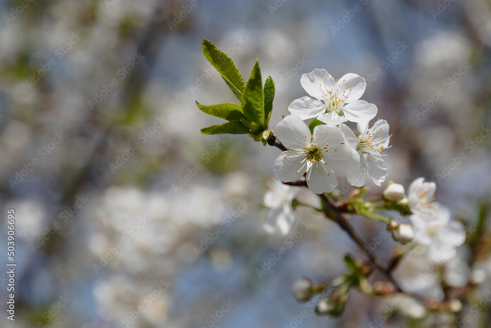 White flowers on a fruit tree branch on a sunny spring day. Photo of beautiful white flowers on a tree in early spring, blurred background. Beautiful spring background. Selective focus.