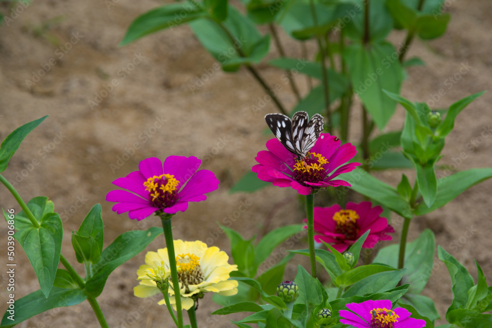 butterfly on a flower butterfly on a flower