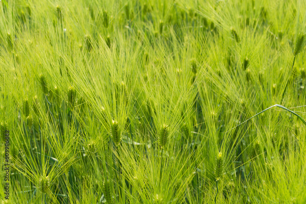 Obraz premium green barley field