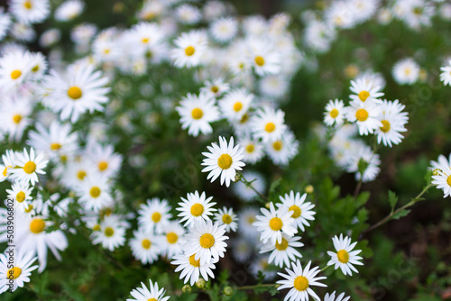 field of daisies