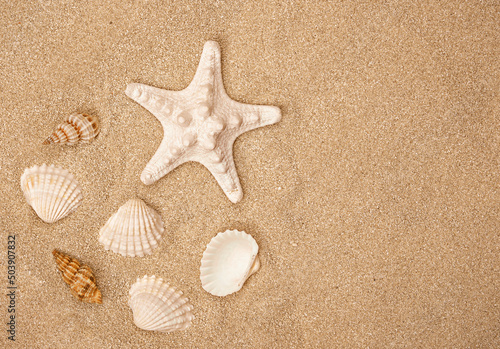 Summer sunny beach. Close up of seashells on the sand.