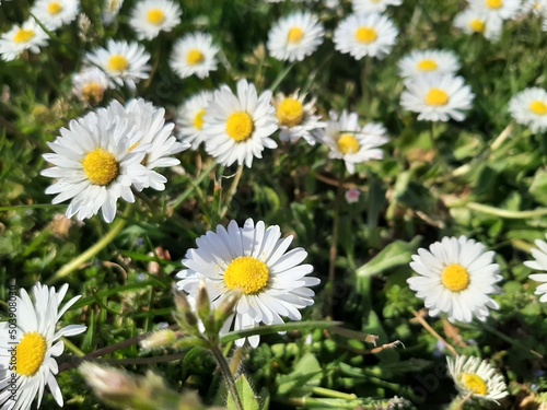 daisies in a field