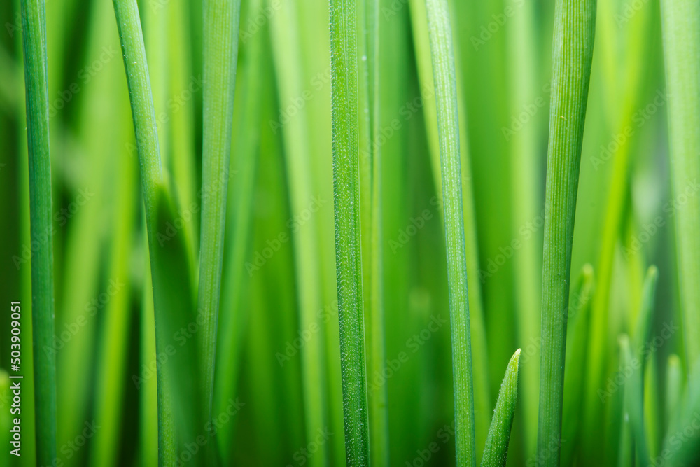Close-up of fresh grass in soft focus. Green background on the theme of organic products and environmental protection. Close-up of fresh grass in soft focus. Green background on the theme of organic products and environmental protection.