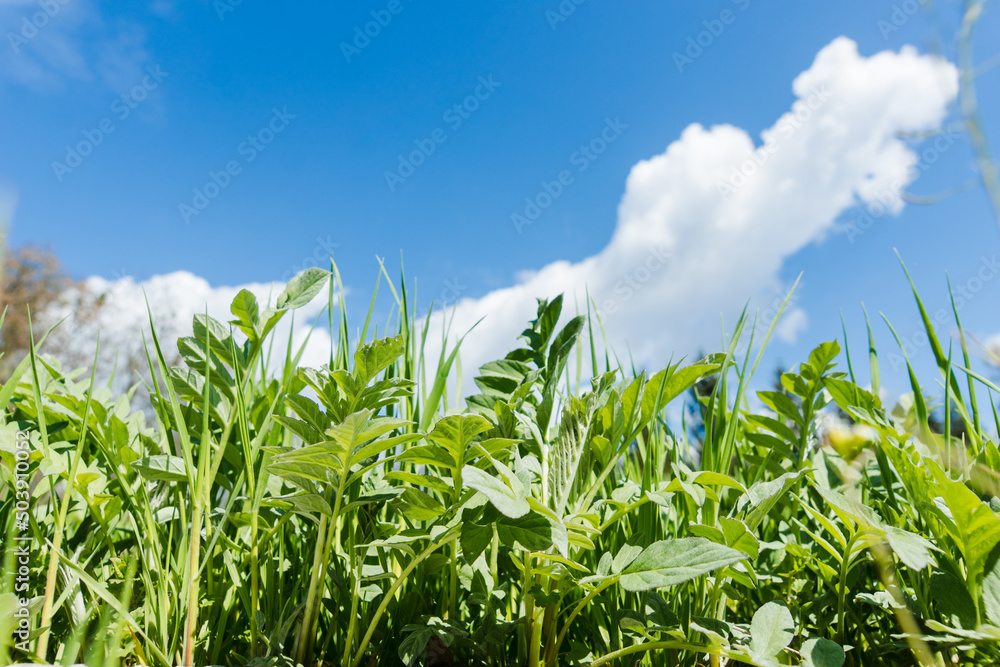 Green grass leaves on a background of blue sky with clouds