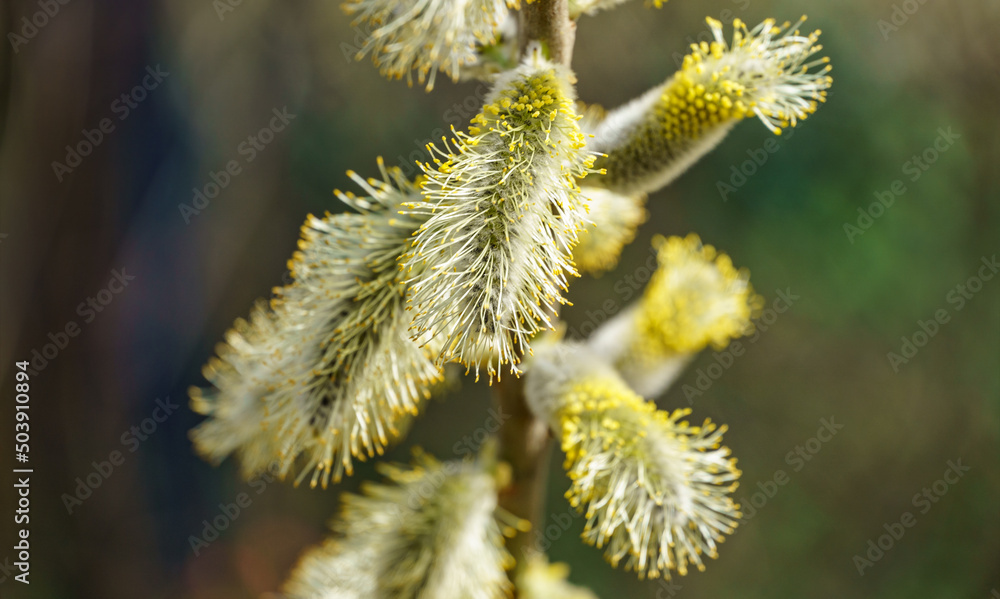 Fluffy blooming Male catkins Goat Willow (Salix caprea), known as pussy willow or great sallow. Nature concept for design. Fluffy blooming Male catkins Goat Willow (Salix caprea), known as pussy willow or great sallow. Nature concept for design.