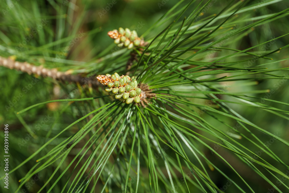 Young green pine male cones among the very long needles of Calabrian or Turkish Pine (Pinus brutia). Landscape for any spring wallpaper. Young green pine male cones among the very long needles of Calabrian or Turkish Pine (Pinus brutia). Landscape for any spring wallpaper.