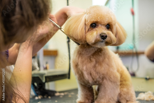 Portrait of a cute little beige Maltipoo breed dog that gets her hair done in a grooming salon with scissors. The dog looks at the camera