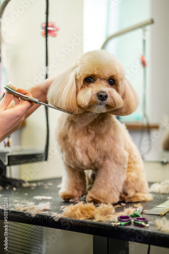 Portrait of a cute little beige Maltipoo breed dog that gets her hair done in a grooming salon with scissors. The dog looks at the camera