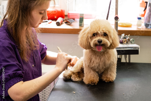 A young beautiful hairdresser girl in a blue uniform gives a haircut to a cute little dog of the Maltipoo breed in the salon. Grooming. Small business