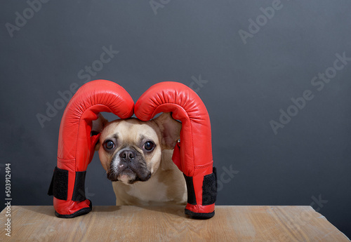 Purebred puppy of french bulldog dog with a funny sad black muzzle with big ears and eyes sits posing at the wooden table between red leather boxing gloves against a grey wall. © Sergei