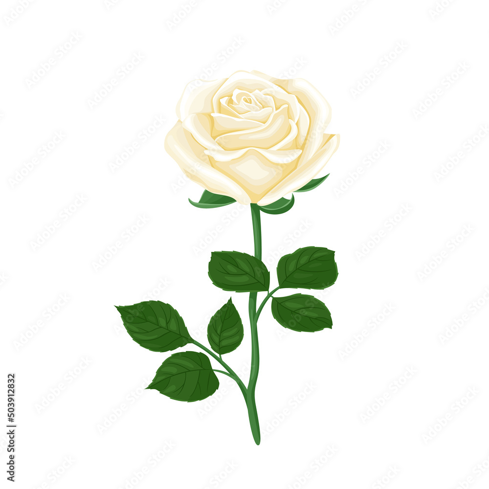 White rose flower with green stem and leaves isolated. Vector floral