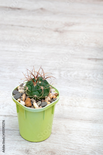 Sprout of the Gymnocalycium saglionis cactus on the table. Space for text. Selective focus. Picture for articles about hobbies, plants, cacti, succulents. photo